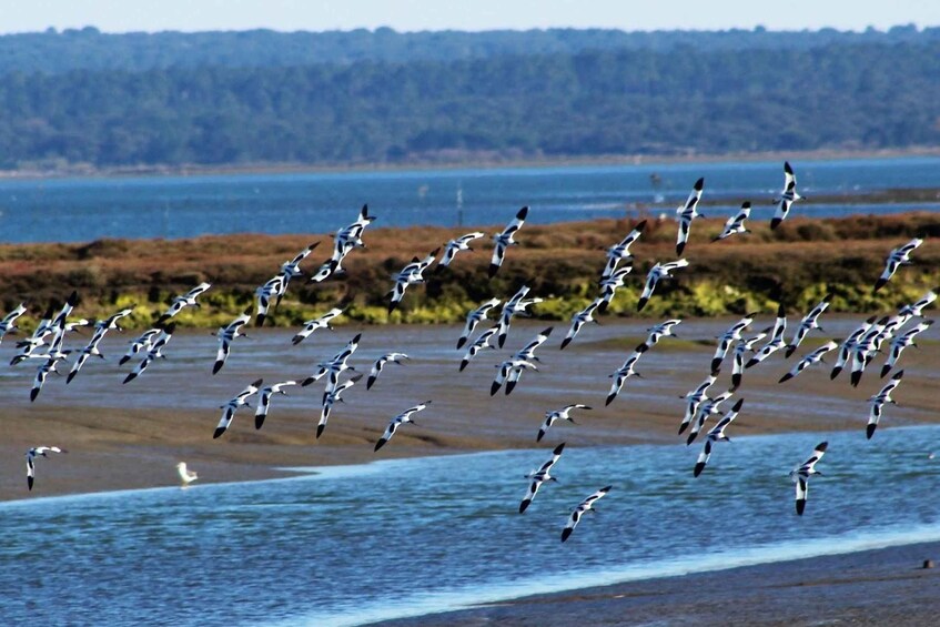 Picture 30 for Activity From Faro: 4 Stops, 3 Islands in Ria Formosa Catamaran Tour