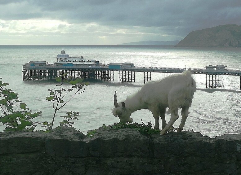 Picture 6 for Activity From Llandudno: Portmeirion, Snowdonia and Castles Tour