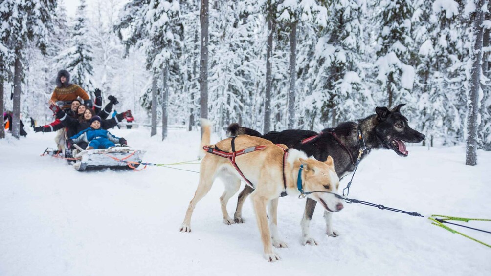 Picture 5 for Activity Rovaniemi: Husky & Reindeer Farm Visit with Snowmobile Ride