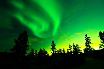 Rovaniemi: Noorderlicht Tour met gids