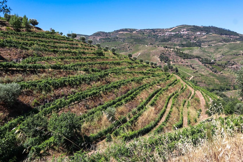 Picture 1 for Activity Douro Valley: Douro Valley Tour Including 3 Wineries