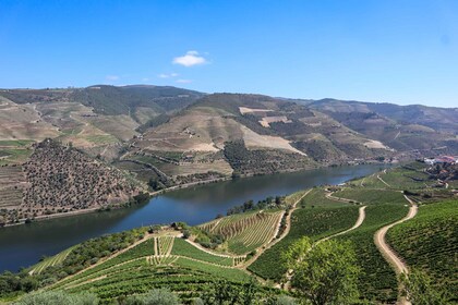 Douro-dalen: Tur til Douro-dalen inkludert 3 vingårder