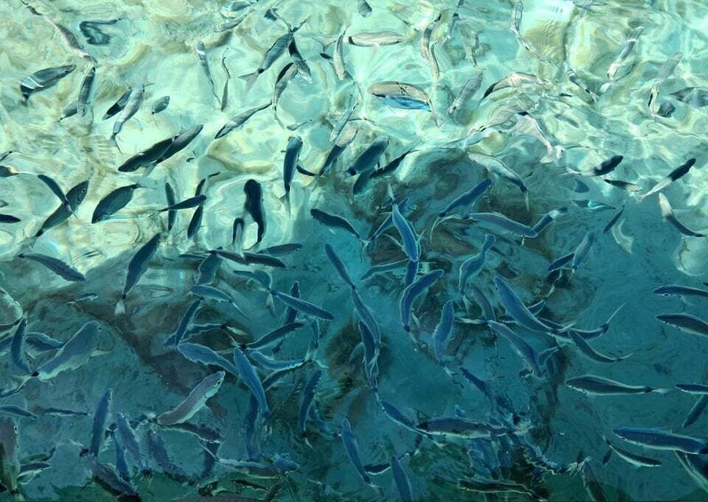 Picture 8 for Activity Porto-Vecchio : Discover Nature Through the Lavezzi Islands