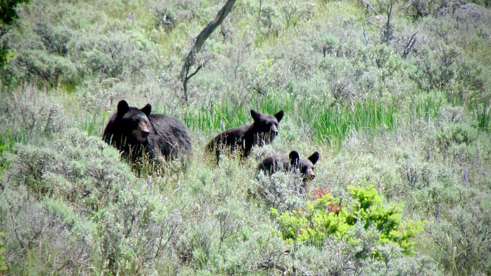 Show item 1 of 5. Bears on the Private Yellowstone Wildlife Tour