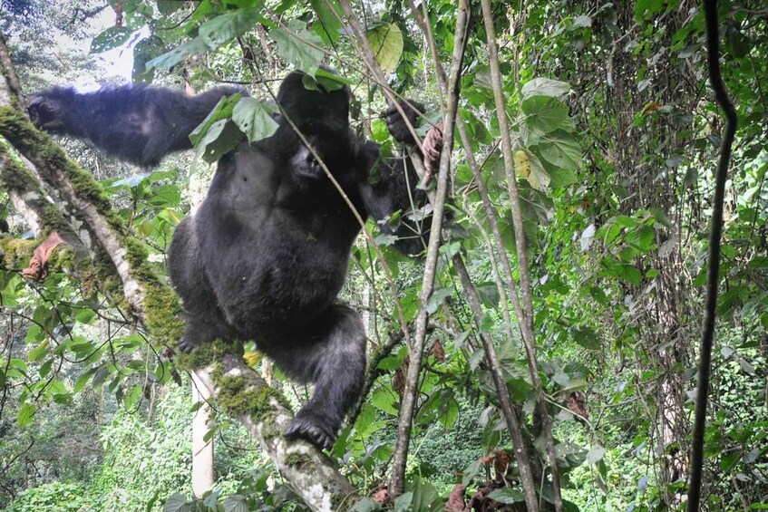 Picture 3 for Activity Rwanda: 3-Day Gorilla Trekking, Big 5 & Big Cats Safaris