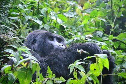 Ruanda: 3-tägiges Gorilla-Trekking, Big 5 & Big Cats Safaris