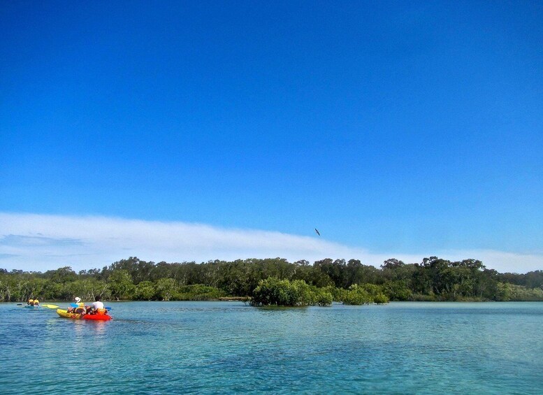 Picture 9 for Activity Byron Bay: Brunswick River Scenic Kayak Tour