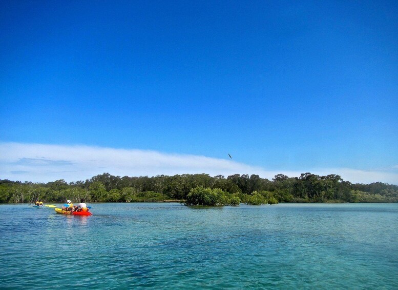 Picture 9 for Activity Byron Bay: Brunswick River Scenic Kayak Tour