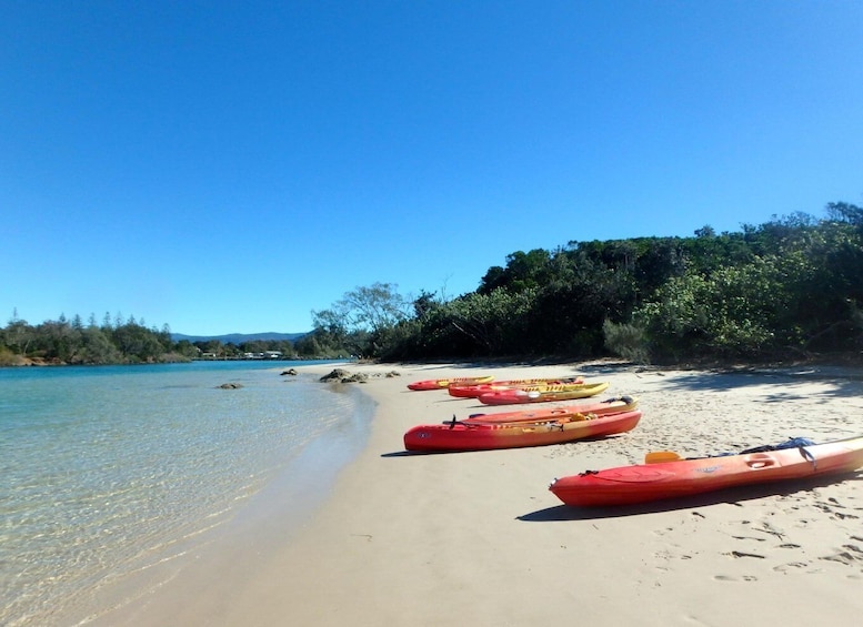 Picture 6 for Activity Byron Bay: Brunswick River Scenic Kayak Tour