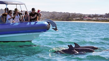 Victor Harbour Seal Island Tour