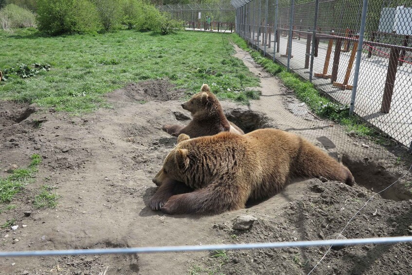 Picture 2 for Activity Budapest: Transport & Guided Tour of Bear and Wolf Sanctuary