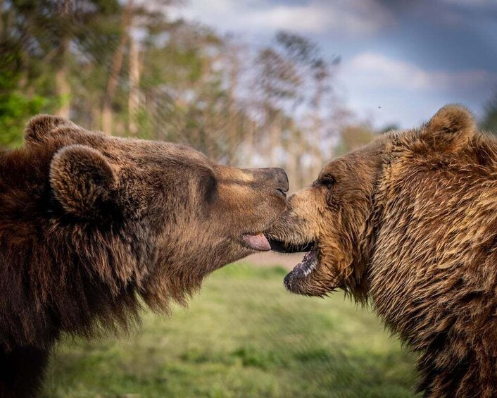 Picture 10 for Activity Budapest: Transport & Guided Tour of Bear and Wolf Sanctuary