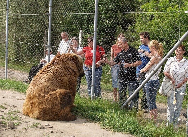 Picture 1 for Activity Budapest: Transport & Guided Tour of Bear and Wolf Sanctuary