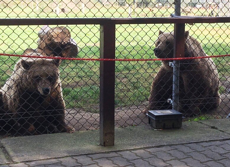 Picture 7 for Activity Budapest: Transport & Guided Tour of Bear and Wolf Sanctuary