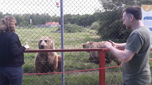 Boedapest: Vervoer & rondleiding door het beren- en wolvenreservaat