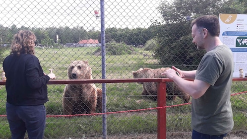 Budapest: Bear and Wolf Sanctuary: Transport & Guided Tour of Bear and Wolf...