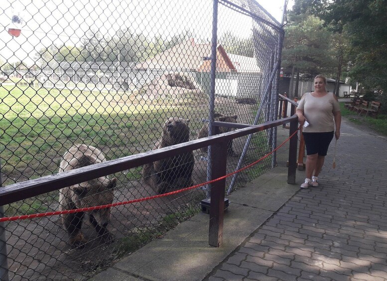 Picture 8 for Activity Budapest: Transport & Guided Tour of Bear and Wolf Sanctuary