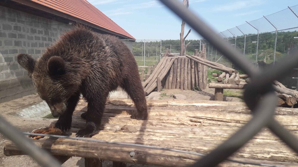 Picture 4 for Activity Budapest: Transport & Guided Tour of Bear and Wolf Sanctuary