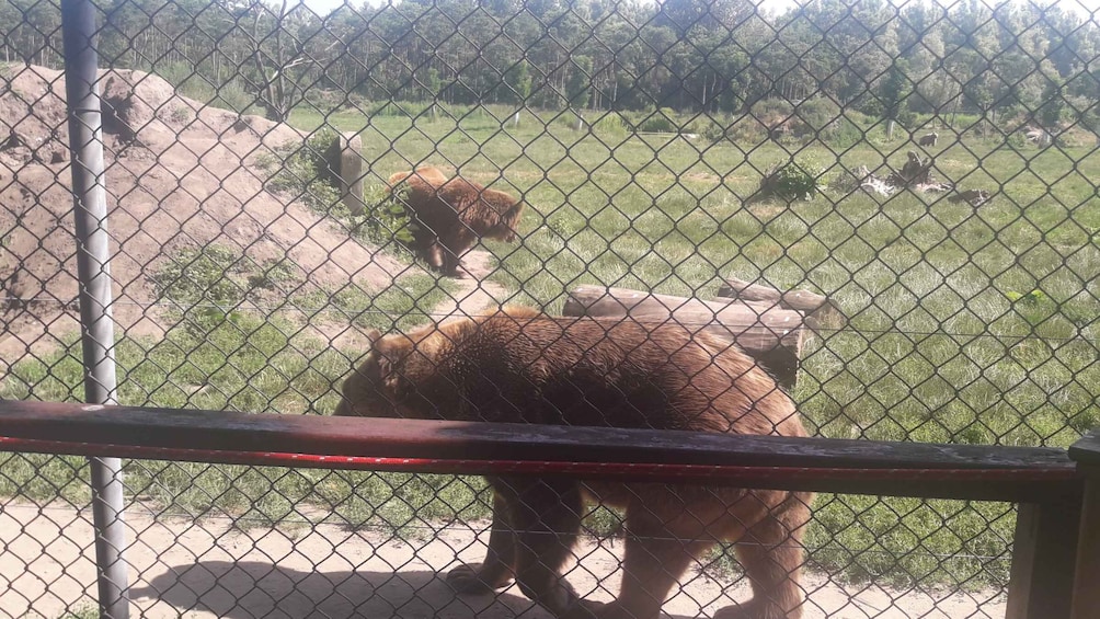 Picture 6 for Activity Budapest: Transport & Guided Tour of Bear and Wolf Sanctuary