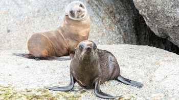 Southern Ocean Adventure