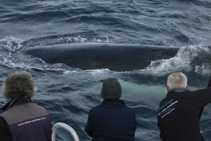 Picture 5 for Activity Augusta: Whale Watching Tour