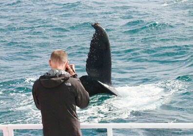 Augusta: Whale Watching Tour