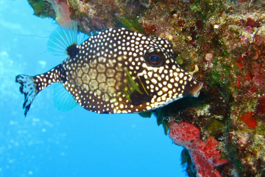 Picture 3 for Activity Cartagena: Scuba Diving Day Trip at Playa Blanca with Lunch