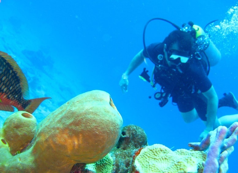 Picture 4 for Activity Cartagena: Scuba Diving Day Trip at Playa Blanca with Lunch