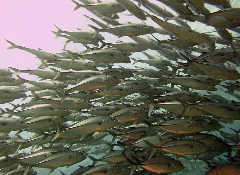 Picture 7 for Activity Cartagena: Scuba Diving Day Trip at Playa Blanca with Lunch