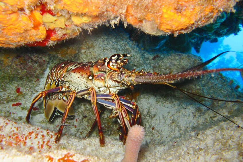 Picture 2 for Activity Cartagena: Scuba Diving Day Trip at Playa Blanca with Lunch