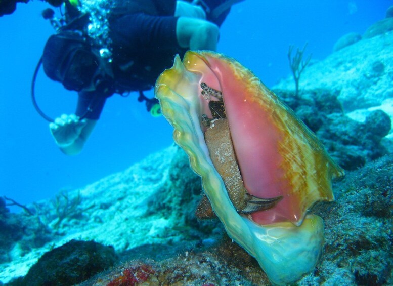 Picture 5 for Activity Cartagena: Scuba Diving Day Trip at Playa Blanca with Lunch