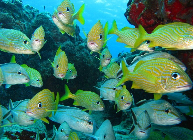 Picture 6 for Activity Cartagena: Scuba Diving Day Trip at Playa Blanca with Lunch