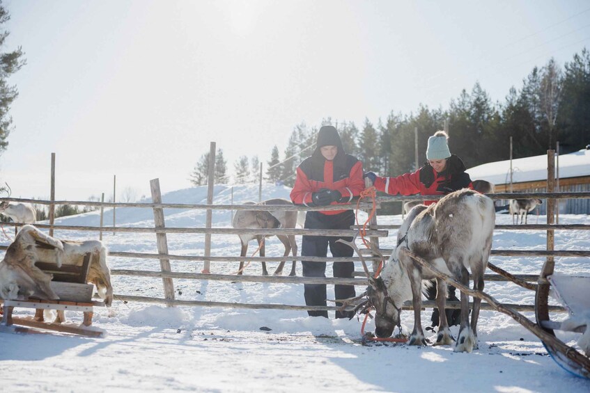 Picture 1 for Activity Rovaniemi: Reindeer Farm Visit with Sleigh Ride