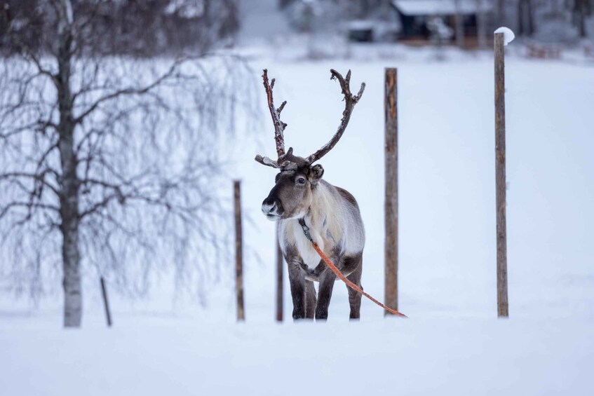 Picture 3 for Activity Rovaniemi: Reindeer Farm Visit with Sleigh Ride