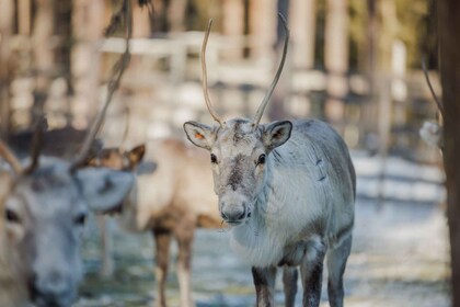 Rovaniemi: Rendierboerderij bezoeken met arrensleetocht