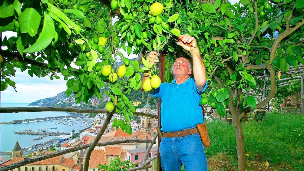 Man cutting lemons off a tree on a farm on the Amalfi Coast