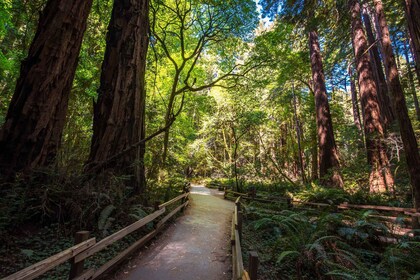 ซานฟรานซิสโก: ทัวร์ Muir Woods, ซานฟรานซิสโก และซอซาลิโต