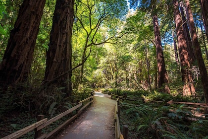 San Francisco: Tur Muir Woods, San Francisco dan Sausalito