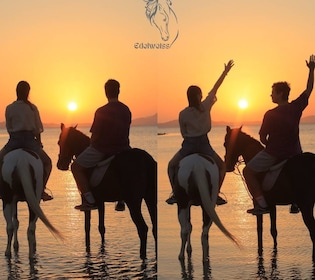 Sharm El Shiekh: paardrijtocht langs het strand en de woestijn