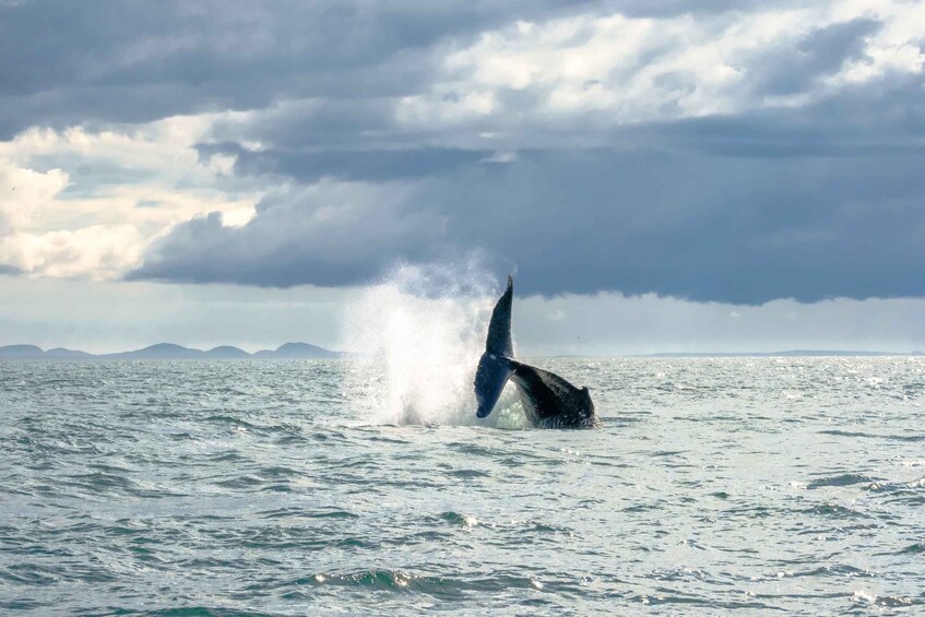 Picture 12 for Activity From Reykjavik: Whale Watching Tour by Speedboat