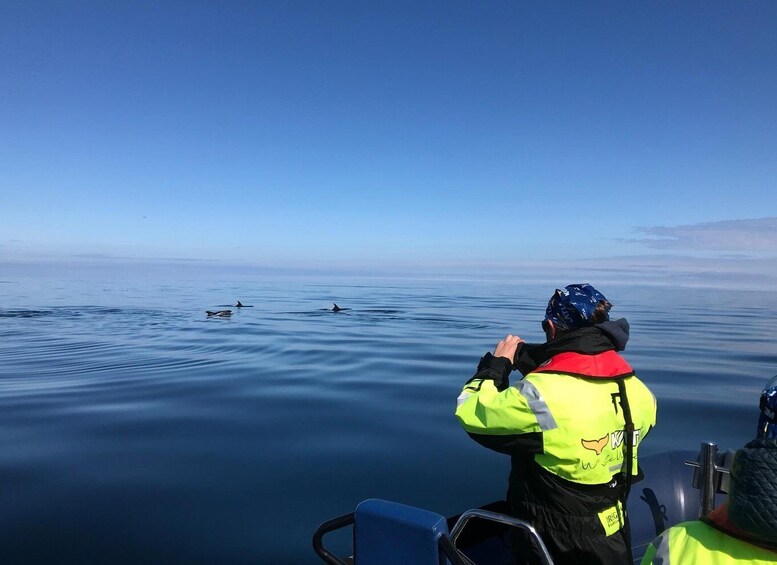 Picture 8 for Activity From Reykjavik: Whale Watching Tour by Speedboat