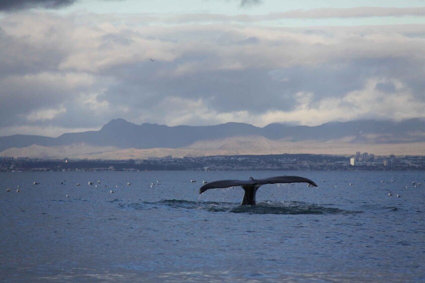 Picture 7 for Activity From Reykjavik: Whale Watching Tour by Speedboat