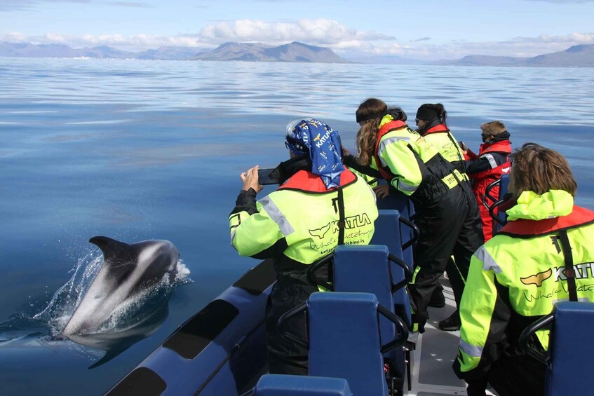 From Reykjavik: Whale Watching Tour by Speedboat