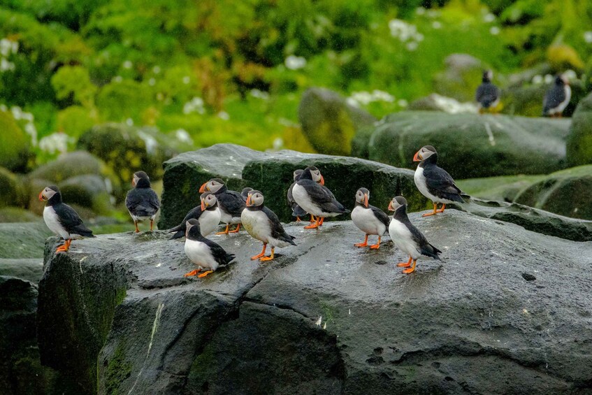 Picture 2 for Activity From Reykjavik: Whale Watching Tour by Speedboat