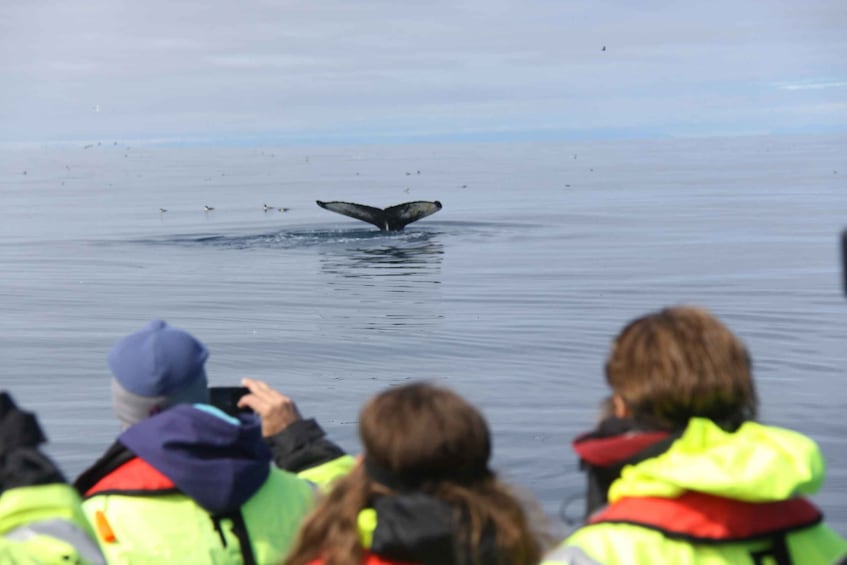 Picture 3 for Activity From Reykjavik: Whale Watching Tour by Speedboat
