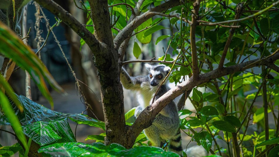 The Green Planet - Dubai's Unique Indoor Rainforest