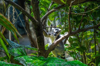 The Green Planet - Dubai's Unique Indoor Rainforest
