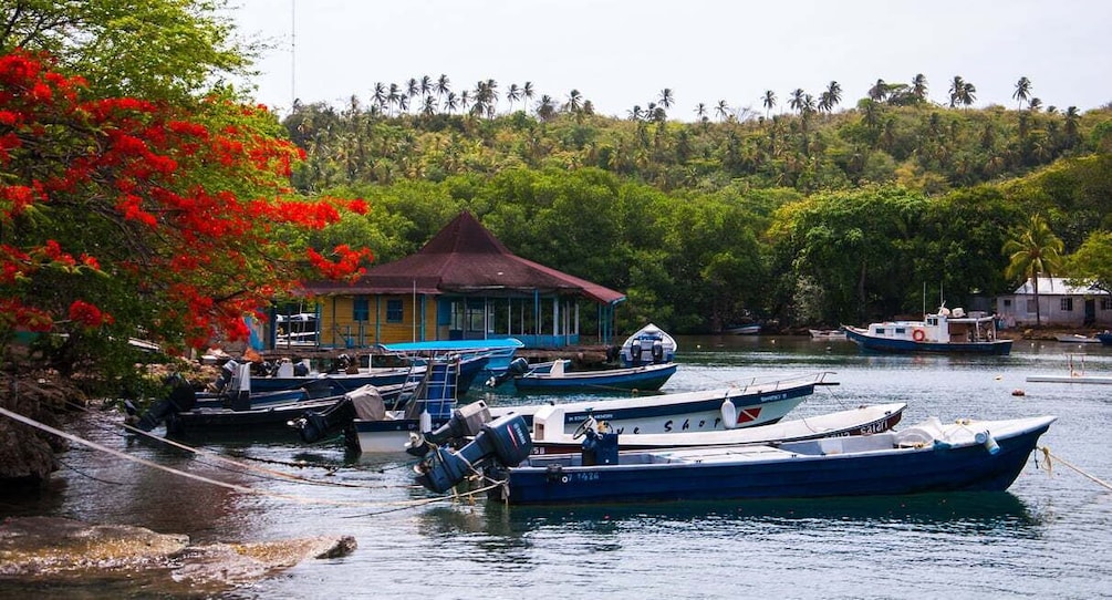 Picture 4 for Activity San Andrés: Guided Cays and Mangroves Tour