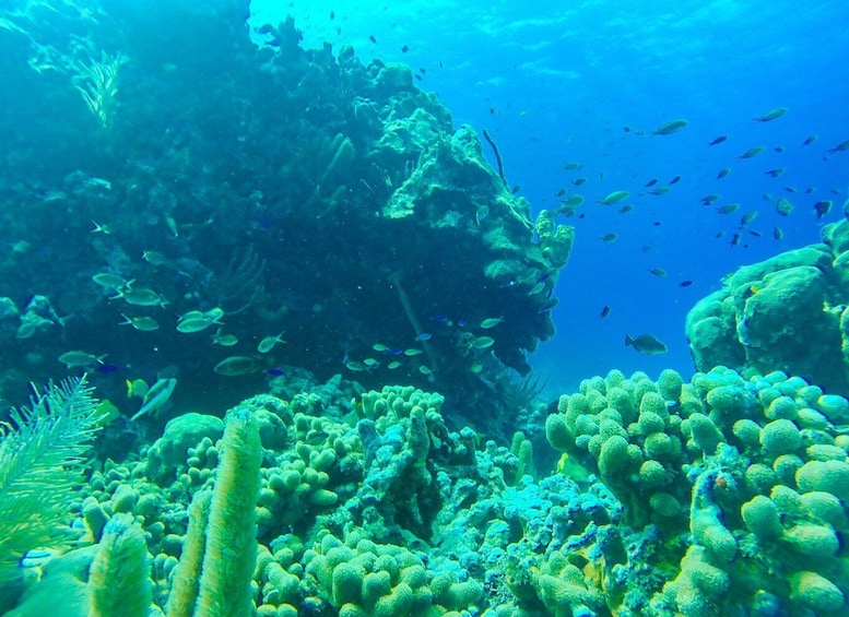 Picture 5 for Activity San Andrés: Guided Cays and Mangroves Tour