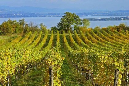 Fra Sirmione: Vintur til Lugana